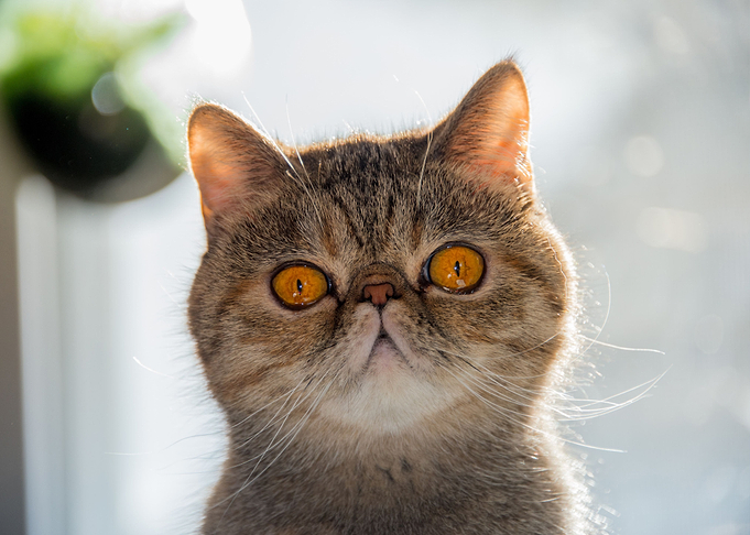 cat poster