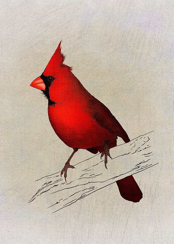 Cardinalis