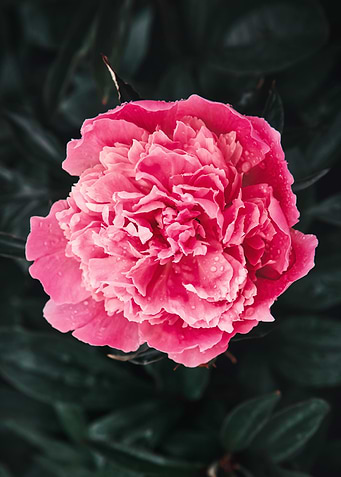 Pink peony flower