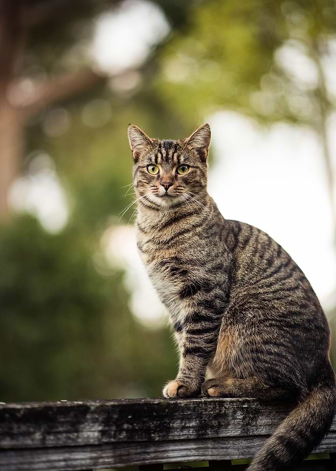 cat poster