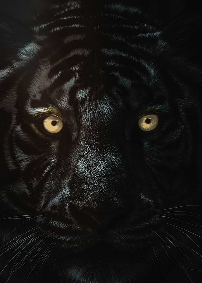 Golden Eye Black Tiger