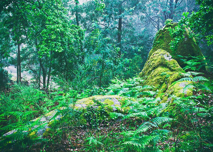 Green calm woods