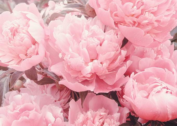 Blush glamour peonies