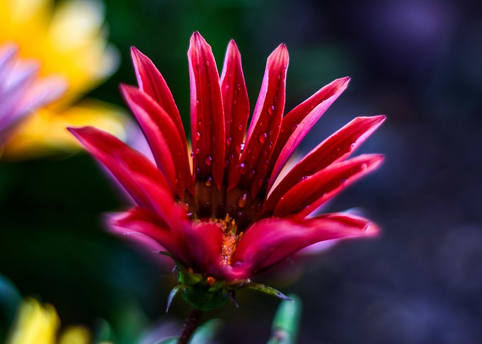 Magenta Flower