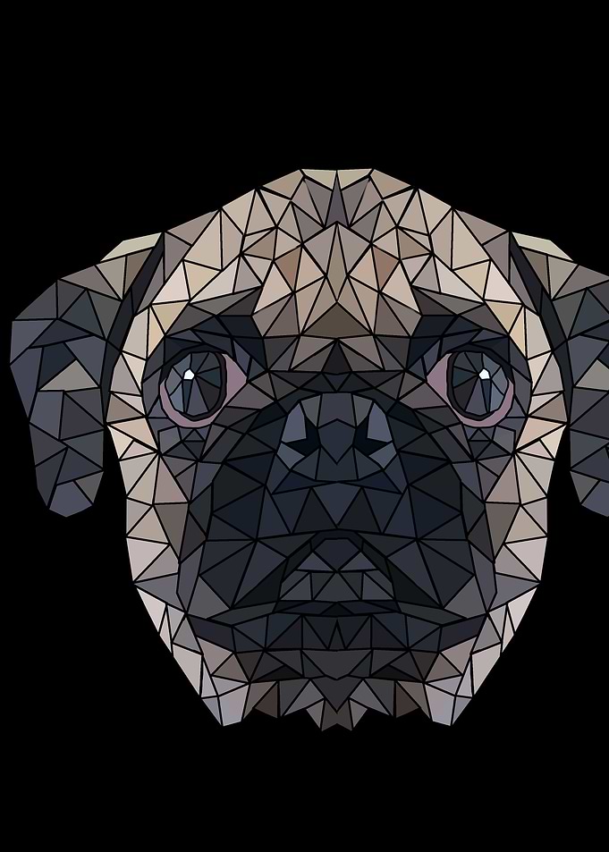 Pug dog