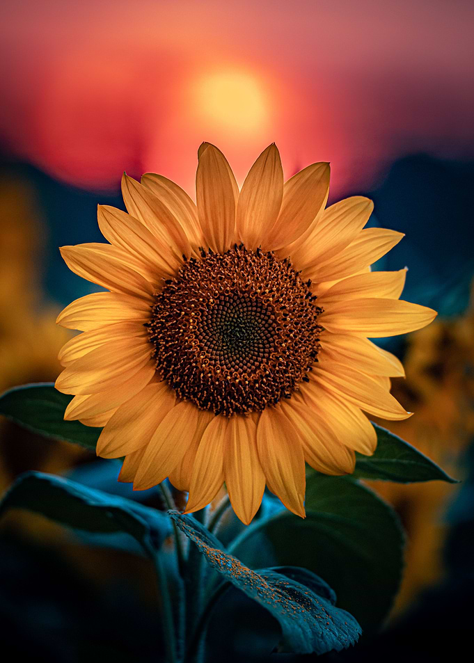 Sunflower sunset