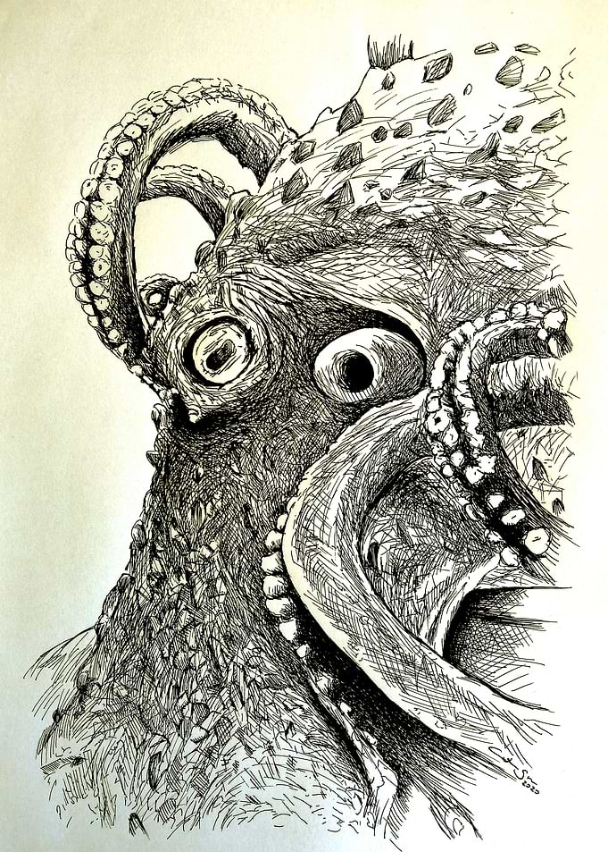 Octopus