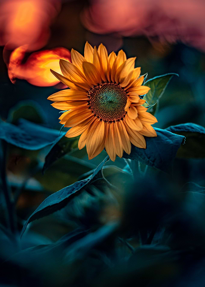 Sunflower 8