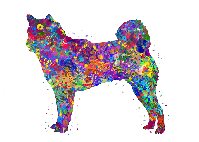 Shiba inu dog