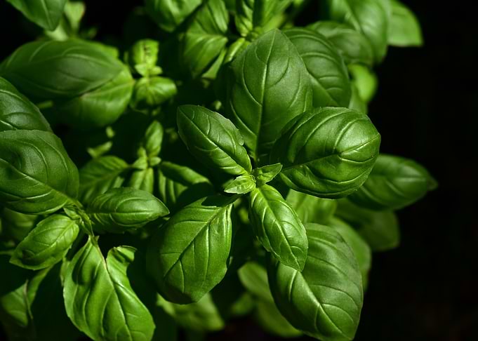 Basil Flavoursome