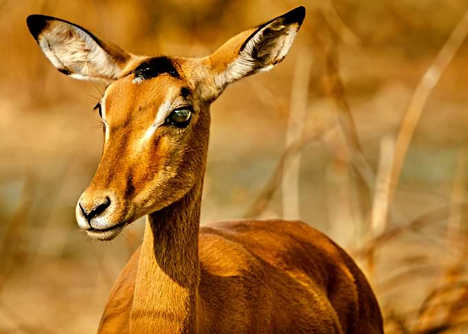 Beautiful Young Impala