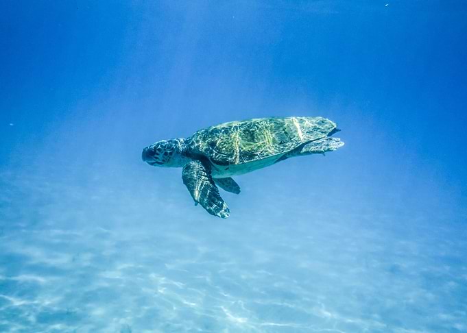 Turtle Swim