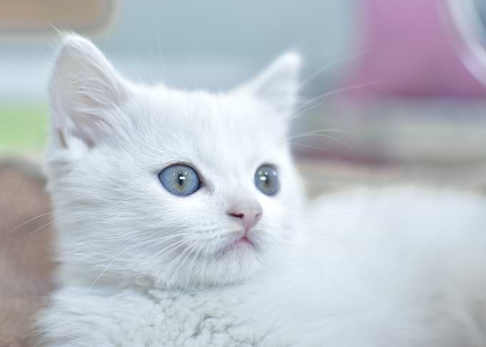 cat poster