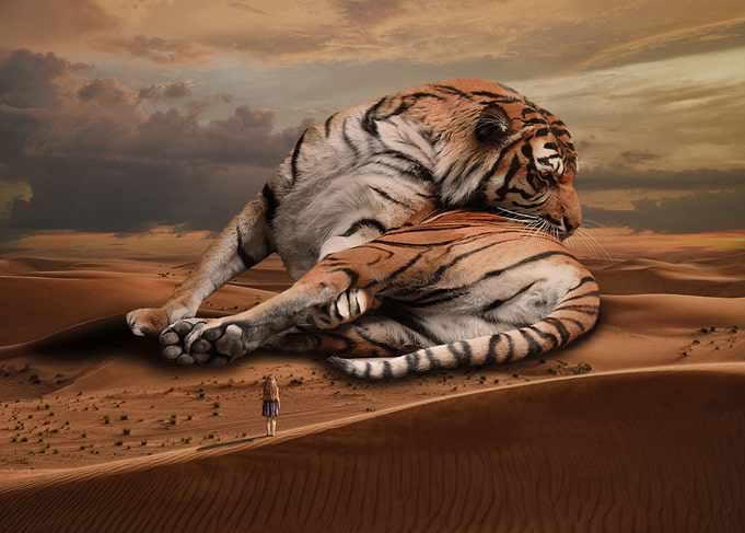 Tiger grooming