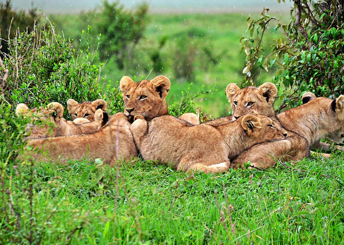 Beautiful Lion Cubs