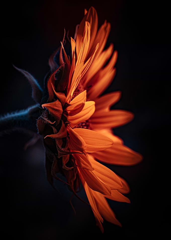 Glowing sunflower