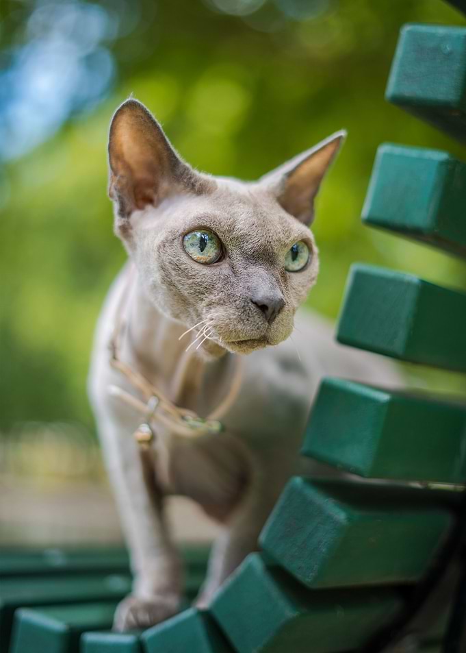cat poster
