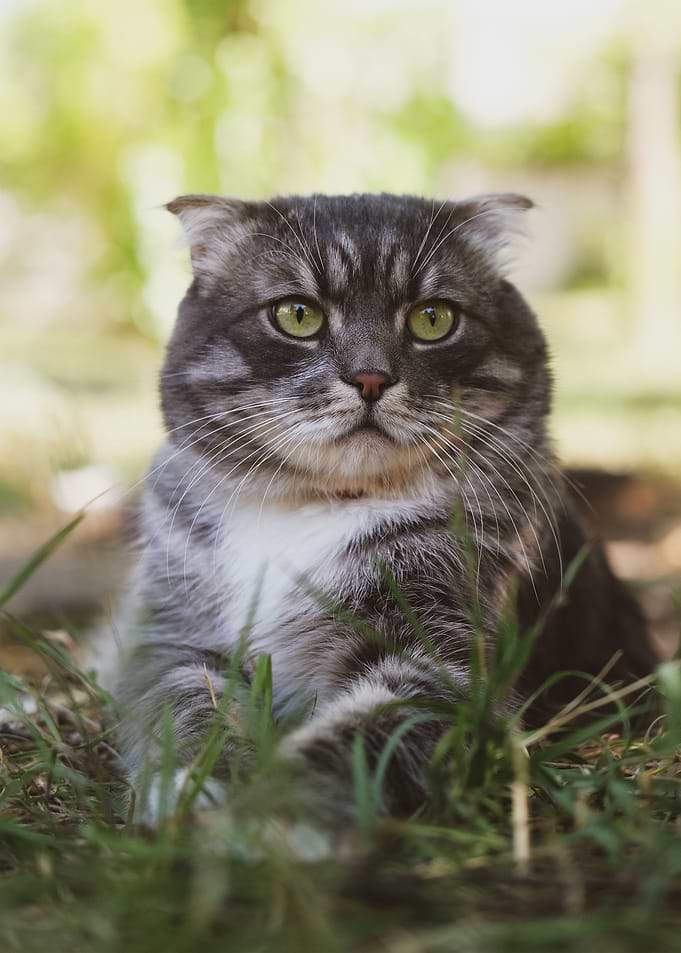 cat poster