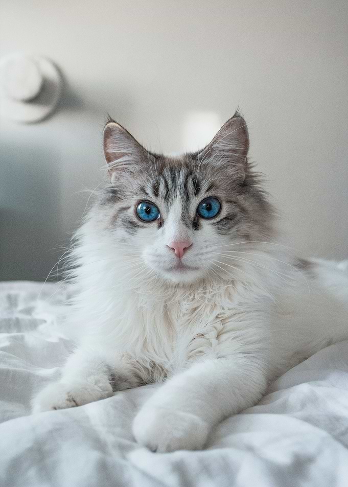 cat poster