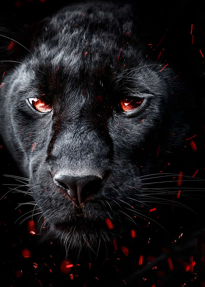 Black panther on fire