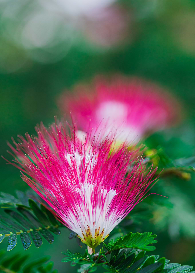 Pink Silk Tree