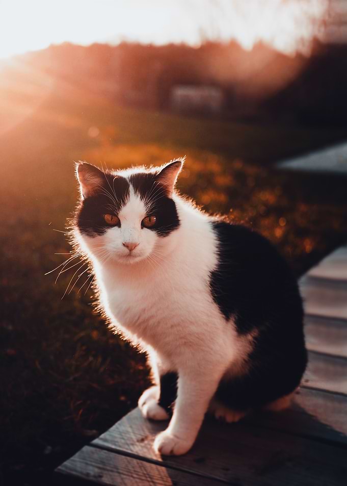 cat poster