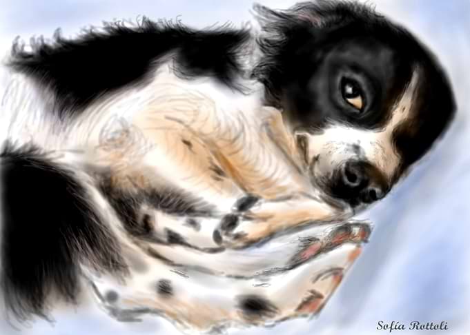 Border collie descansando