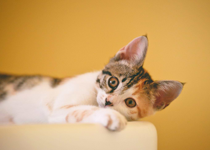 cat poster