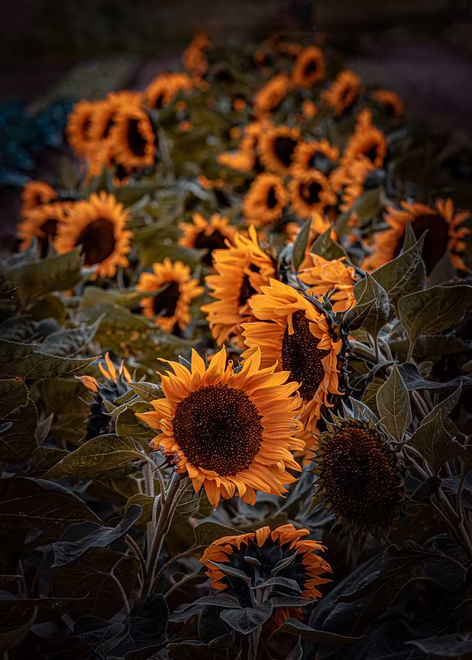 Sunflower alley