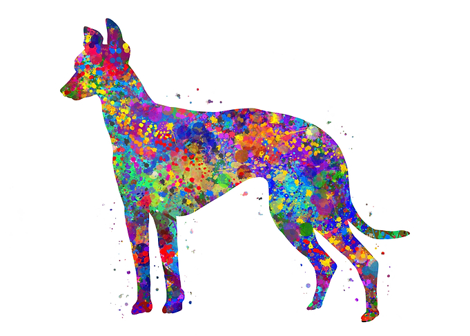 Greyhound dog