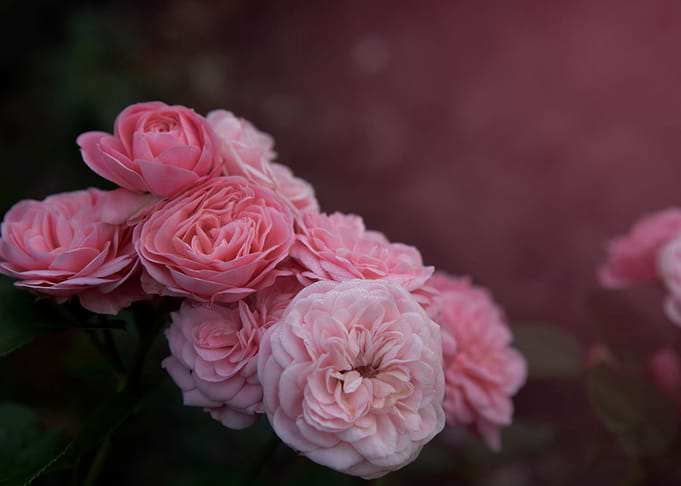 Pink roses in garden