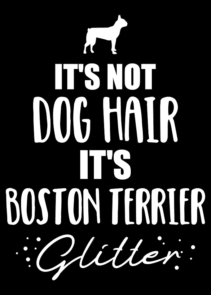 Boston Terrier