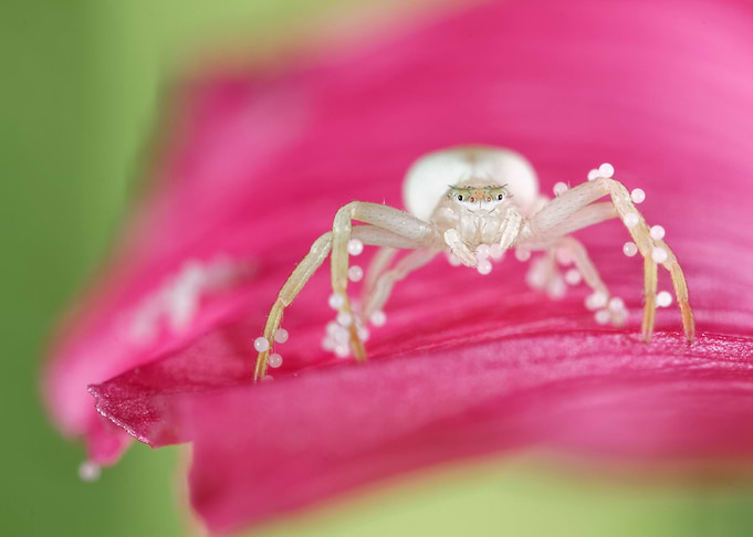 Sweet eyes