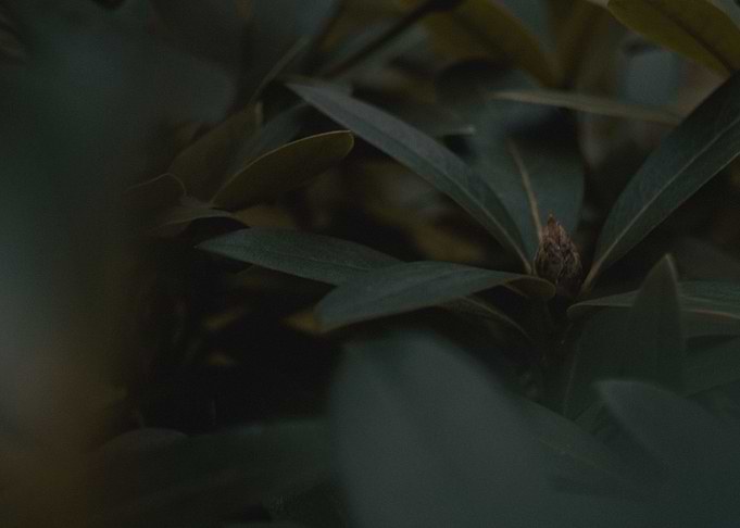 Green Jungle