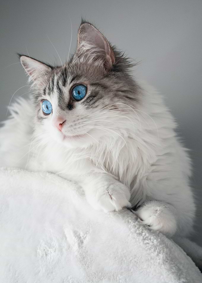 cat poster