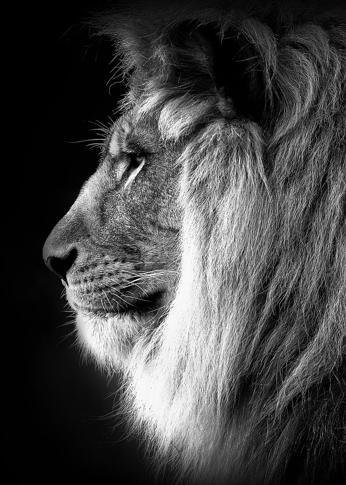 proud lion head