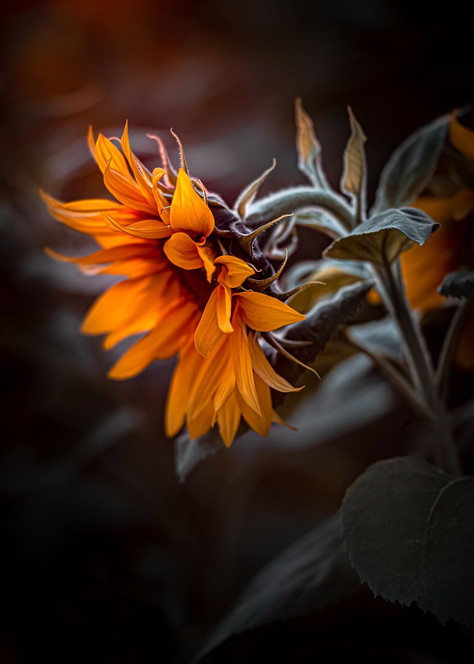 Sunflower 6