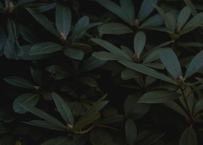 Green Jungle II
