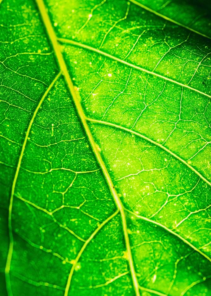 green leaf