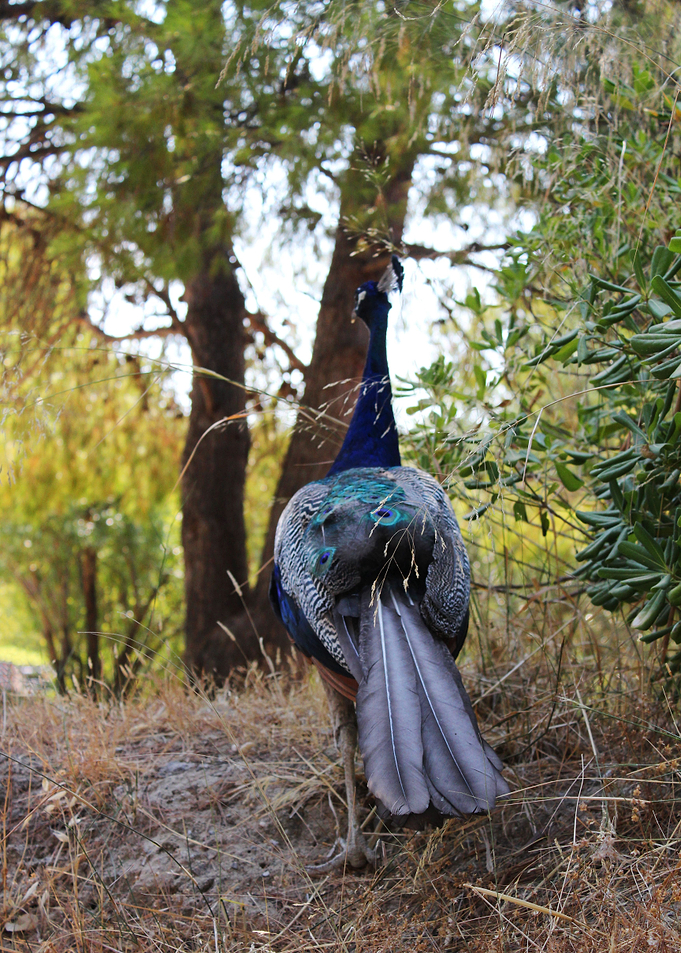 Peacock