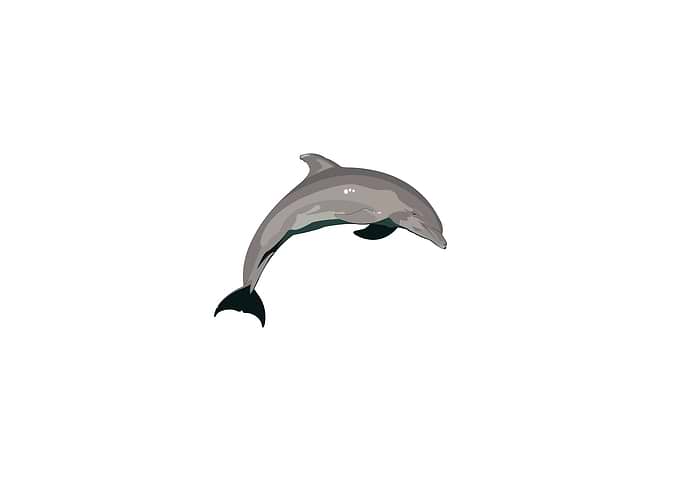 Dolphin Art
