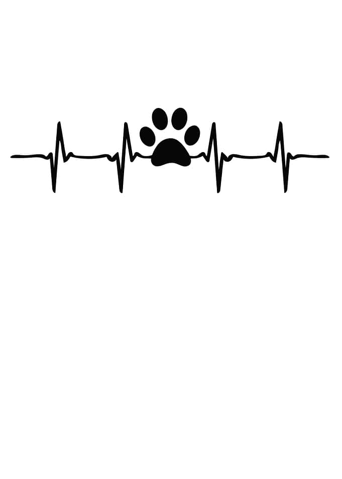 Dog And Cat Together