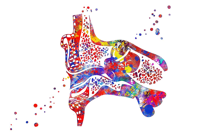 Ear anatomy