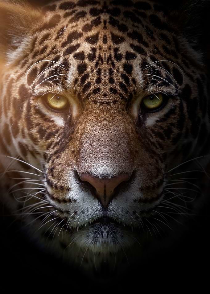 wild african leopard face