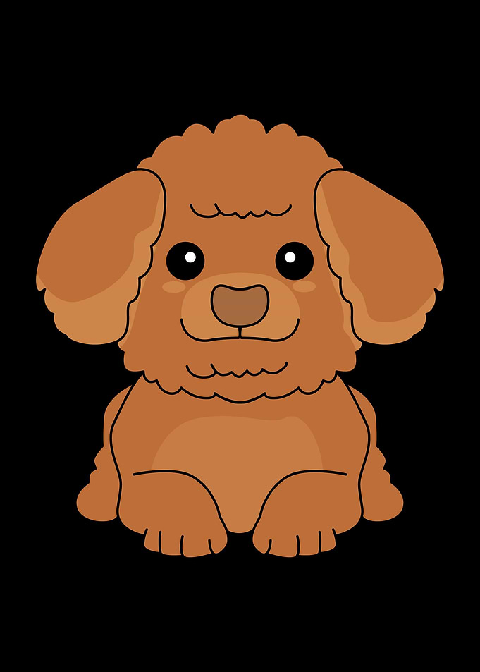 Toy Poodle