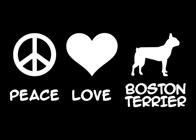 Boston Terrier