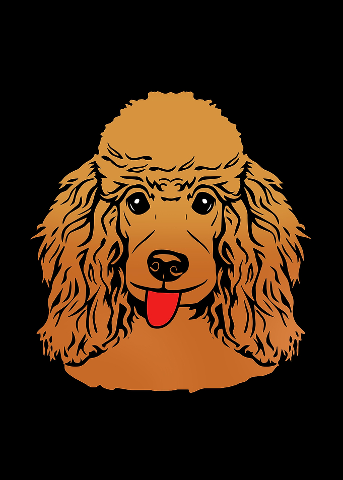 Toy Poodle Face