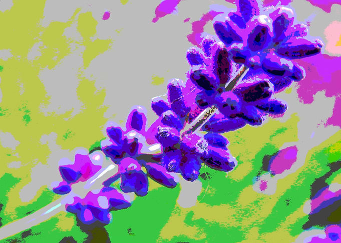 Lavender Blue