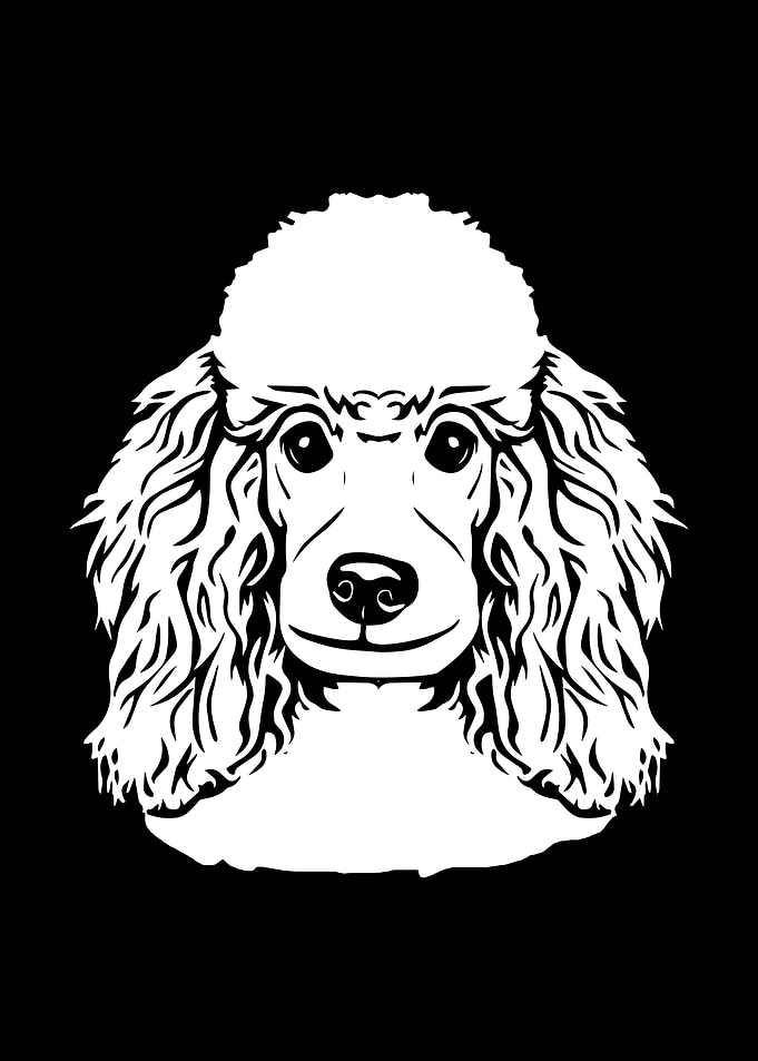 Poodle Face