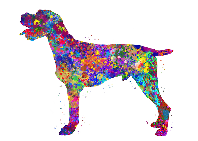 German Wirehaired Pointer
